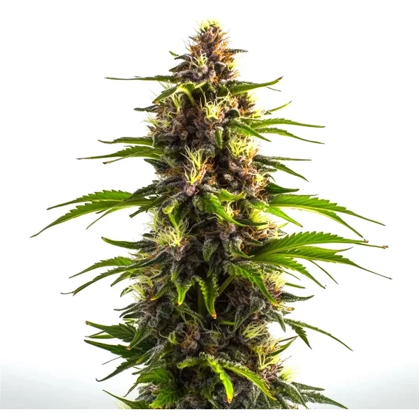 Bruce Banner x Mochalope - Seeds Pack: 9-samen