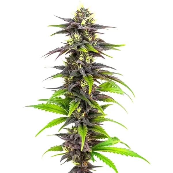 Bubba Gift - Seeds Pack: 3-samen