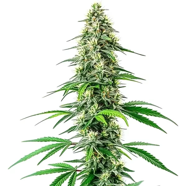CBD Black Diesel (1:1) - Seeds Pack: 3-samen