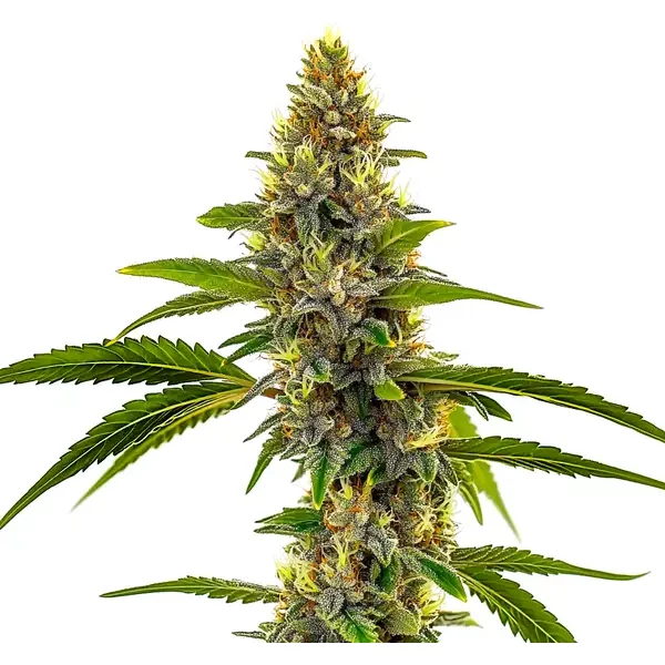 CBD Candyland - Seeds Pack: 9-samen