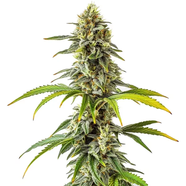 CBD Cream & Cheese (1:1) - Seeds Pack: 3-samen