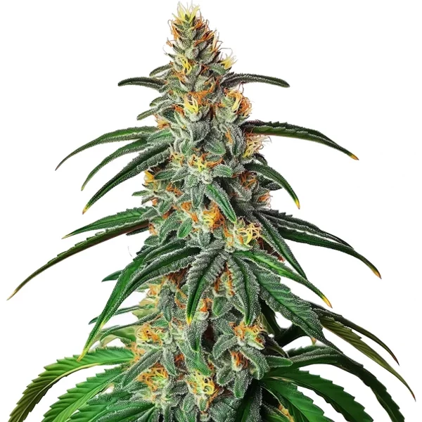 CBD Diesel (1:1) - Seeds Pack: 3-samen
