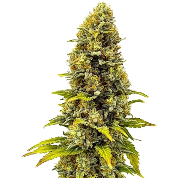 CBD Fire Kush (1:30) - Seeds Pack: 3-samen