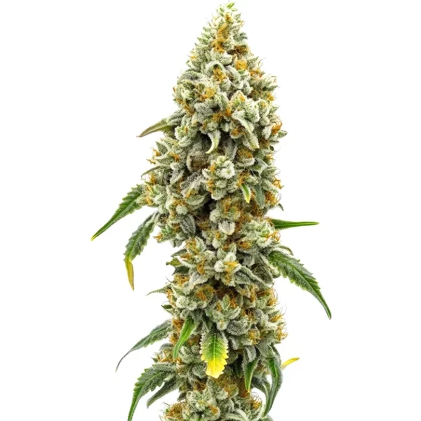 CBD Harlequin (1:18) - Seeds Pack: 6-samen