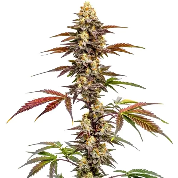 CBD Mango (1:1) - Seeds Pack: 3-samen