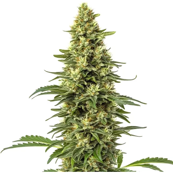 CBD Sour Lemon (1:1) - Seeds Pack: 3-samen