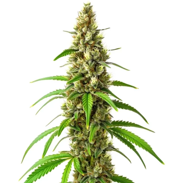 CBD Stephen Hawking Kush - Seeds Pack: 3-samen
