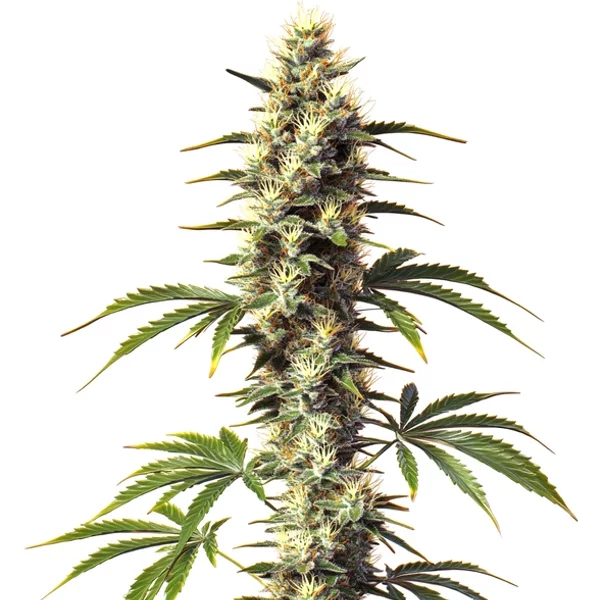 CBD Supreme Durban - Seeds Pack: 3-samen
