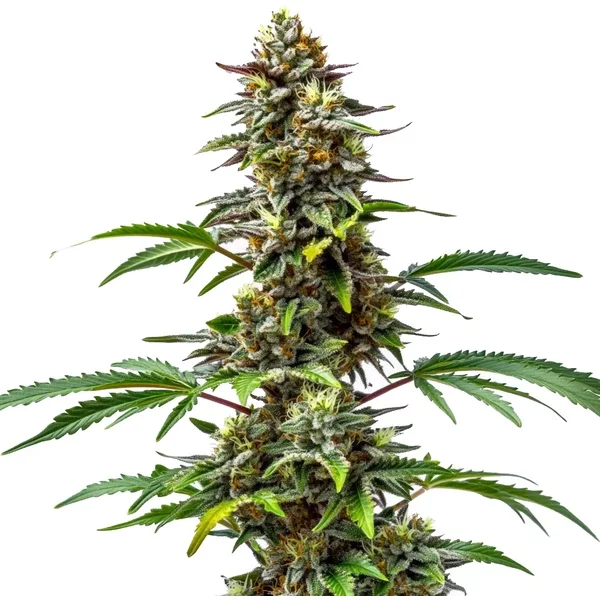 CBD Tutti Frutti (1:15) - Seeds Pack: 1-samen