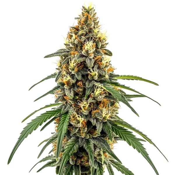 CBD Very Cherry Berry - Seeds Pack: 6-samen