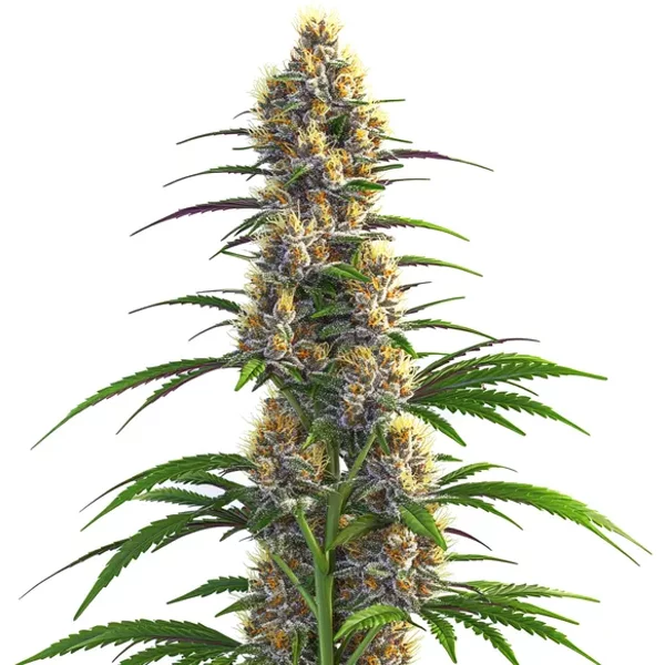 CBD Zenergy - Seeds Pack: 3-samen