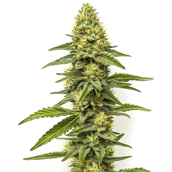 CBD Zero - Seeds Pack: 3-samen