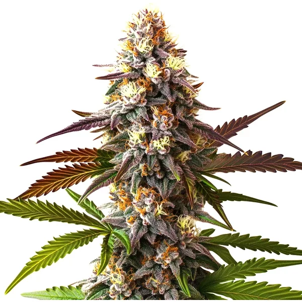 Cake Bomb Schnellversion - Seeds Pack: 3-samen