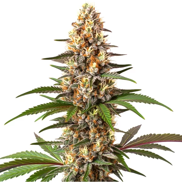Cake Bomb - Seeds Pack: 3-samen