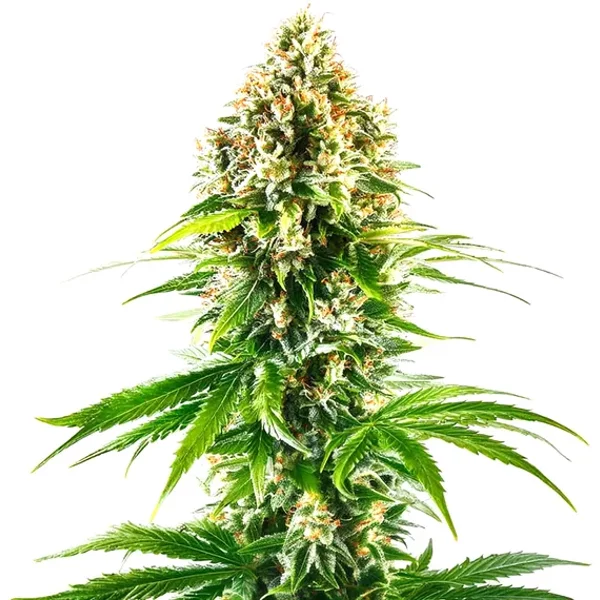 California Orange Regulär - Seeds Pack: 3-samen