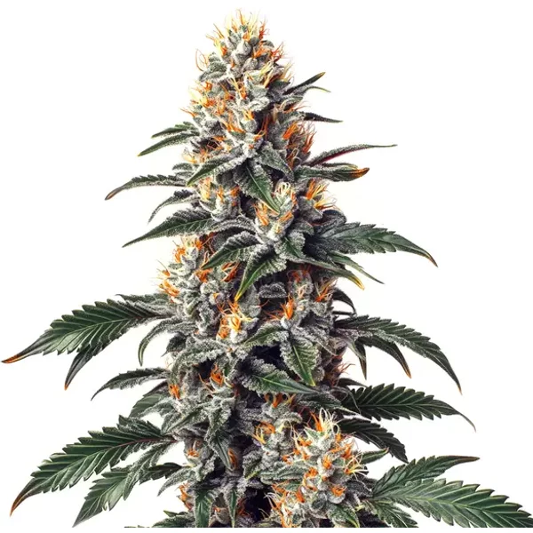 California Orange x Skunk - Seeds Pack: 9-samen