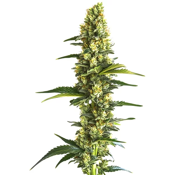 Candy Kush Schnellversion - Seeds Pack: 1-samen