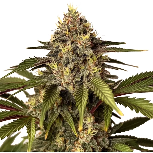 Candy Kush x Do-Si-Dos - Seeds Pack: 3-samen