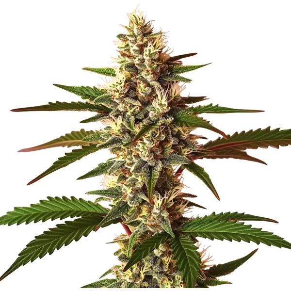 Candy Punch Regulär - Seeds Pack: 3-samen