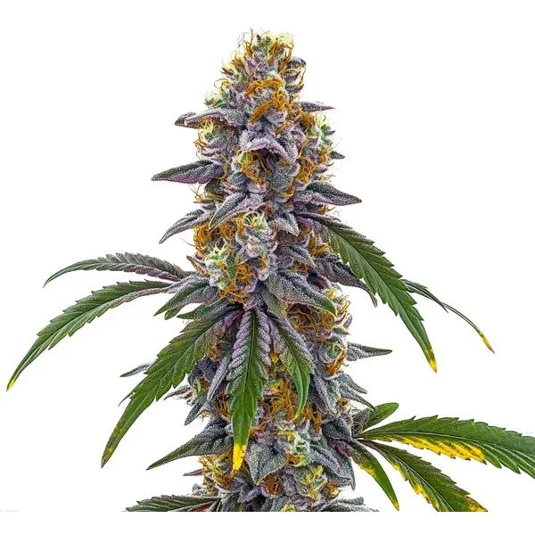 Candyland - Seeds Pack: 3-samen