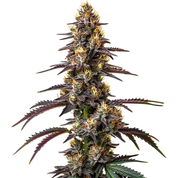 Carbon Fiber - Seeds Pack: 3-samen