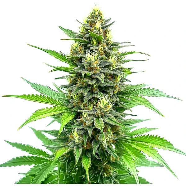 CBD Carmagnola - Seeds Pack: 3-samen