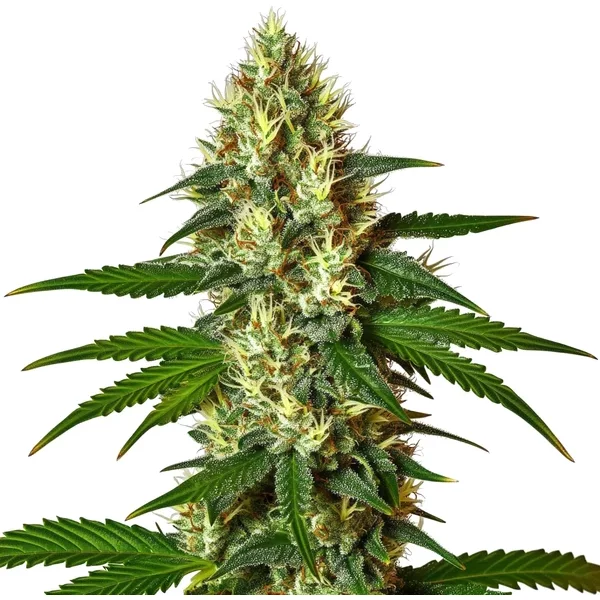Carmen 2.0 - Seeds Pack: 3-samen