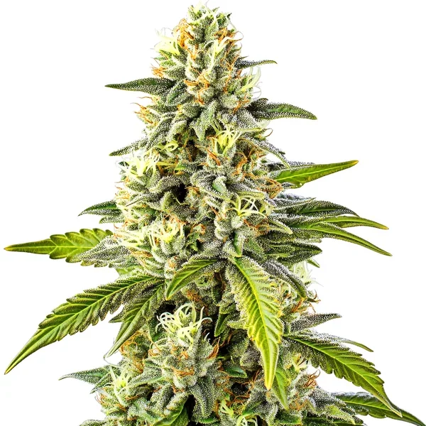 Cheese - Seeds Pack: 3-samen
