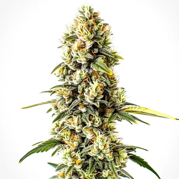 Cheese Cookies - Seeds Pack: 3-samen