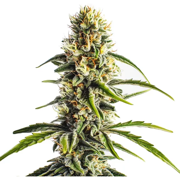 Cheese Lemon Regulär - Seeds Pack: 3-samen
