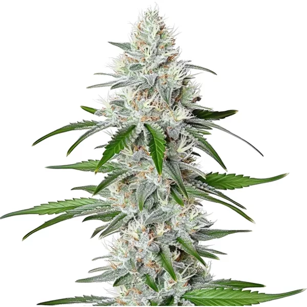 Chemdog Schnellversion - Seeds Pack: 3-samen