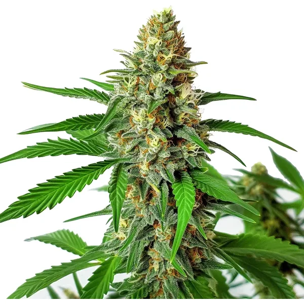 Cherry Ak Auto - Seeds Pack: 9-samen