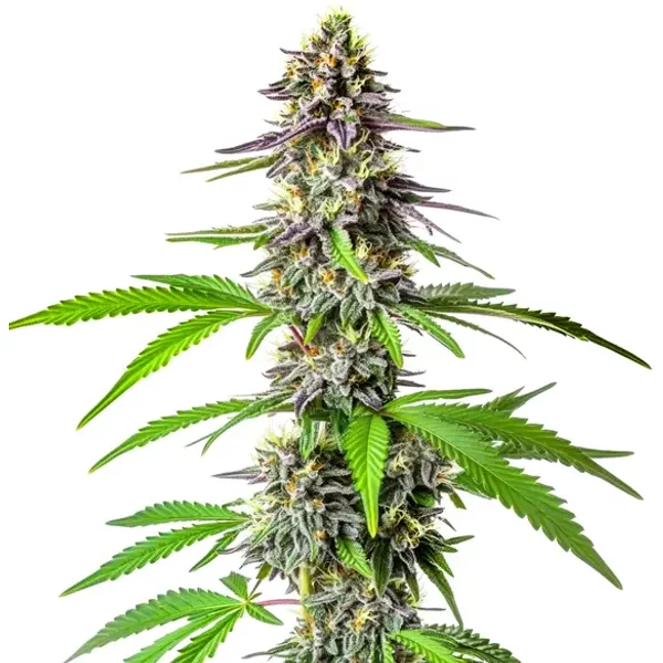 Cherry Alien Auto - Seeds Pack: 3-samen