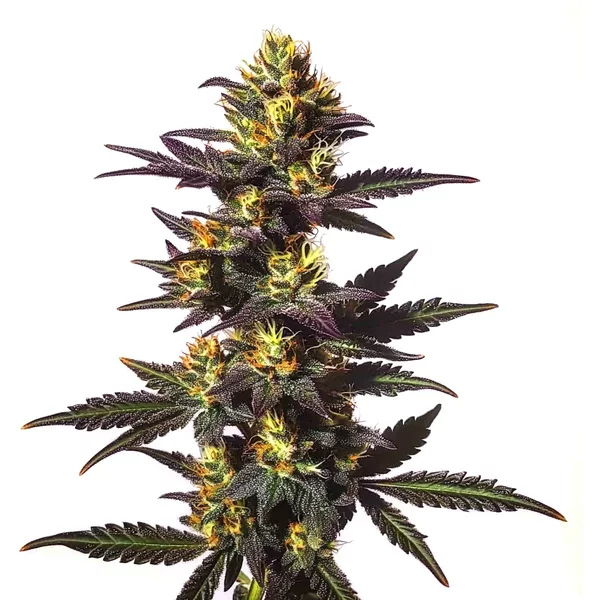 Chocolate Mint Regulär - Seeds Pack: 3-samen