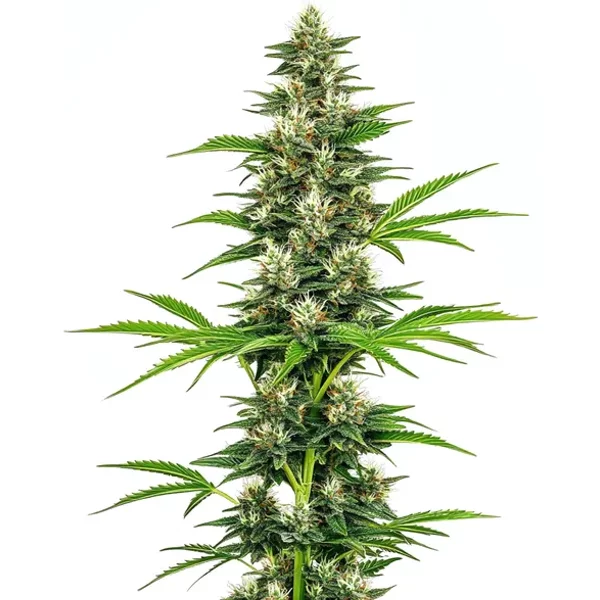 Chocolope Candy Regulär - Seeds Pack: 3-samen