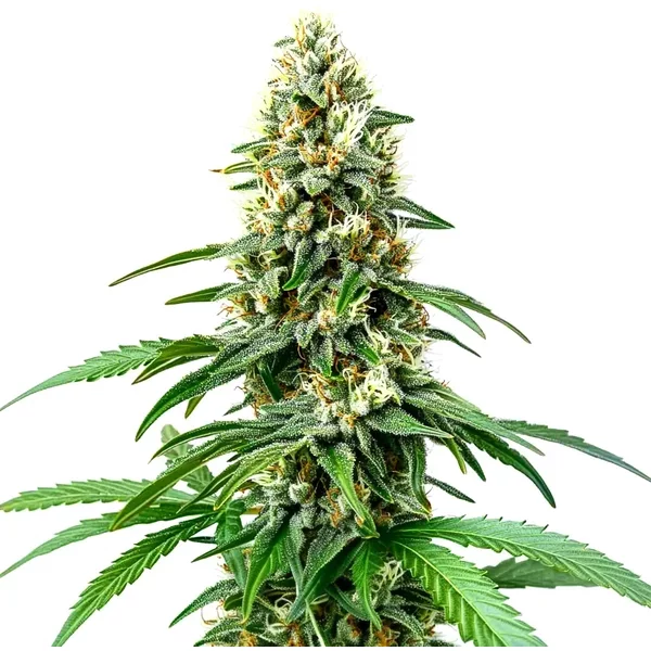 Chocolope Kush Regulär - Seeds Pack: 3-samen