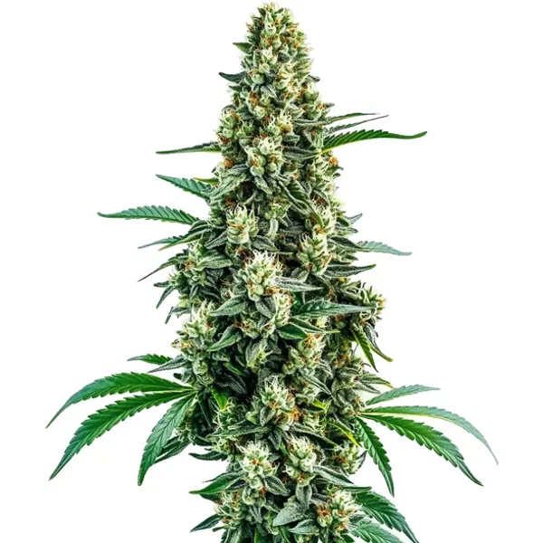 Chocolope Regulär - Seeds Pack: 3-samen
