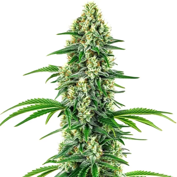 Chocolope x Candy - Seeds Pack: 9-samen