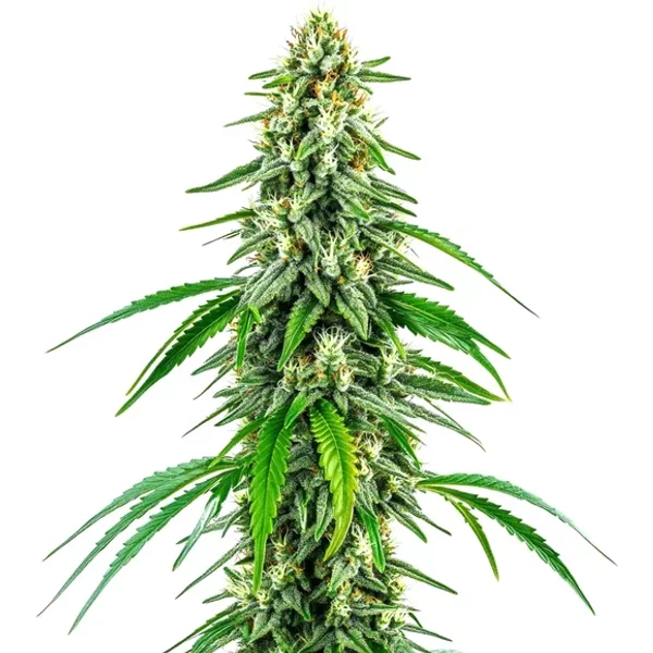 Chocolope x Kush - Seeds Pack: 3-samen