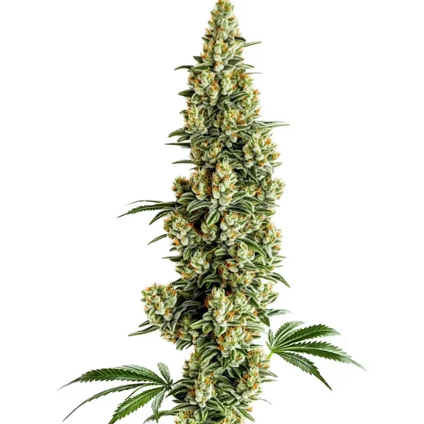 Chocolopez Schnellversion - Seeds Pack: 3-samen