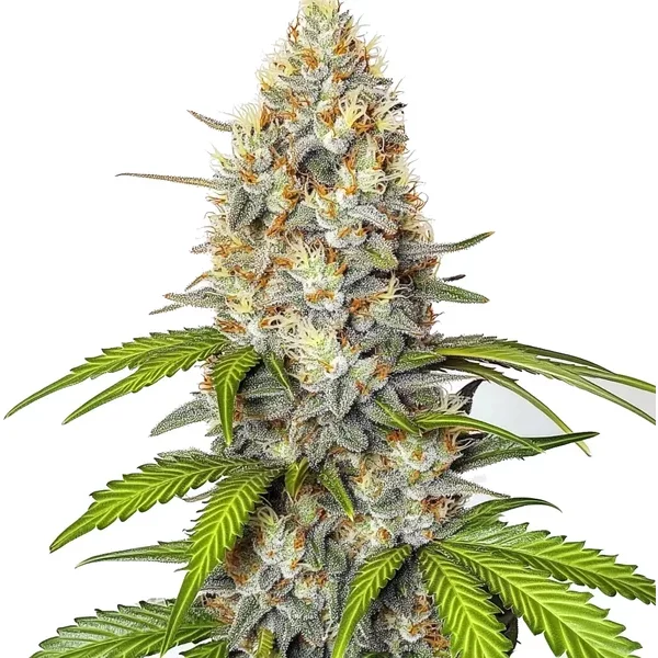 Chronic Widow - Seeds Pack: 3-samen