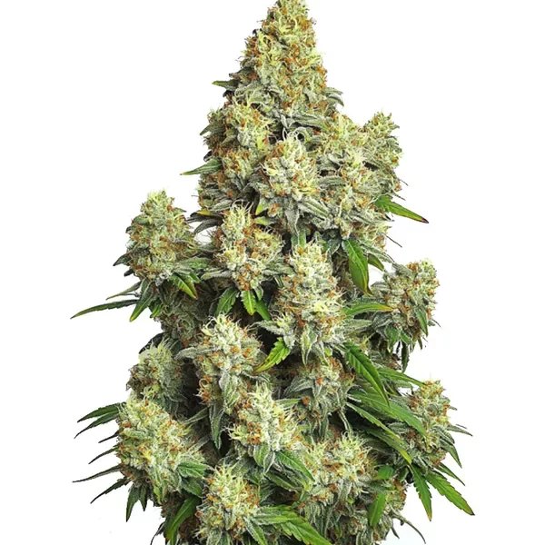 Cinderella 99 Auto - Seeds Pack: 3-samen