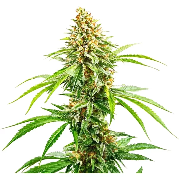 Cinderella 99 Schnellversion - Seeds Pack: 3-samen