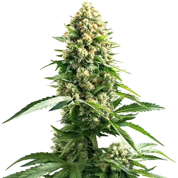 Cinderella 99 x Kali Mist - Seeds Pack: 9-samen
