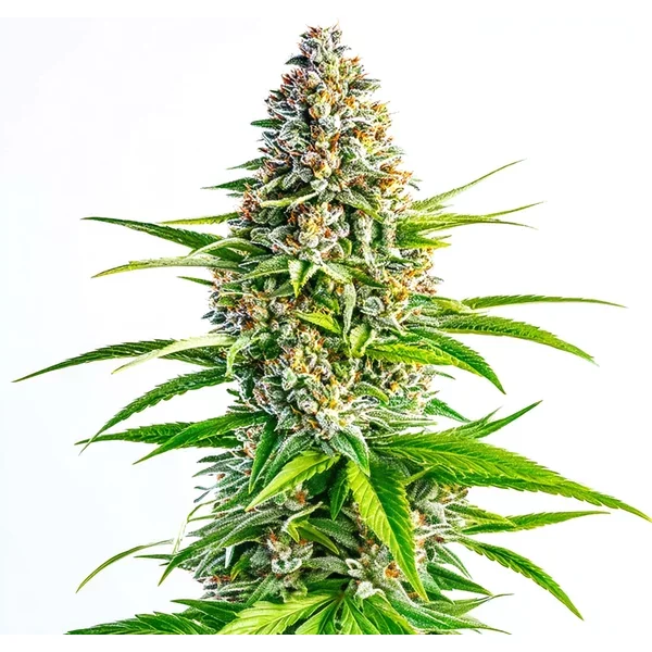 Cinderella 99 x Lemon Pie - Seeds Pack: 3-samen