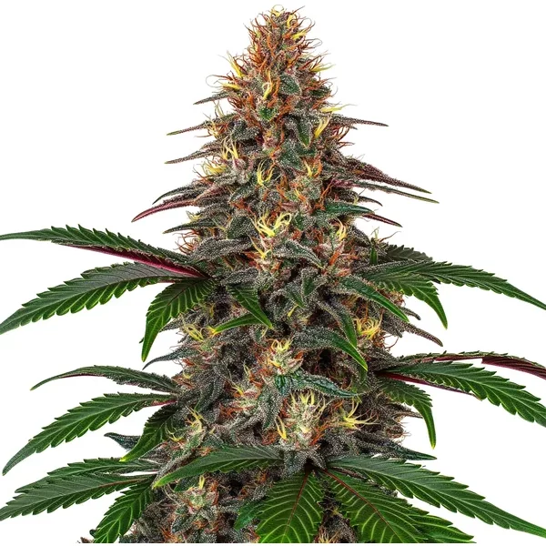 Cinderella 99 x Somango - Seeds Pack: 3-samen