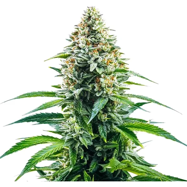 Cinderella 99 x Tangilope - Seeds Pack: 9-samen