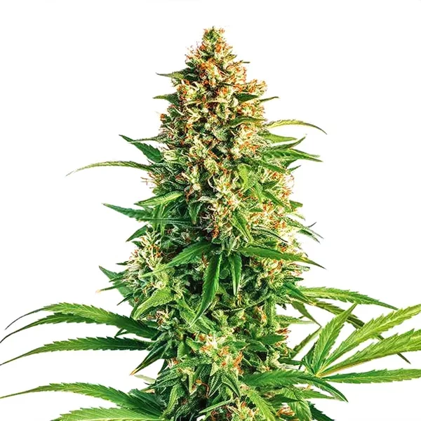 Cinderella 99 x Taskenti - Seeds Pack: 3-samen