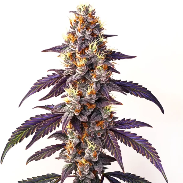 Cinderella99 x Blueberry Schnellversion - Seeds Pack: 3-samen