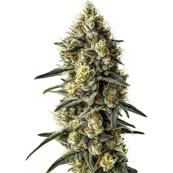 Cindy 99 - Seeds Pack: 9-samen